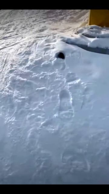 Английский с мемами. Выпуск №101 #memes #английский