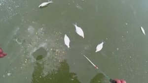 РЫБАЛКА ПО ПЕРВОМУ ЛЬДУ. ПЕРВЫЙ ЛЁД! ЗИМНЯЯ РЫБАЛКА 2025 - 2026. Пришла зима !