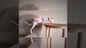 Keepers of the Fire Bacardi Blue Eurasia & Золото Фараонов