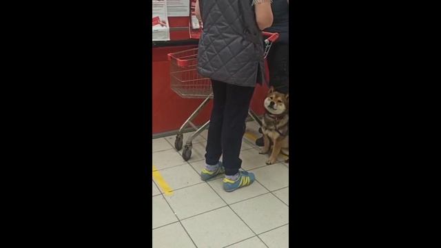 Социализация собаки