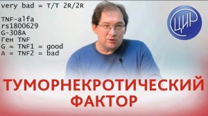 Туморнекротический фактор α. Ген  TNF, полиморфизм G-308A. Рассказывает Гузов И.И.