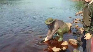 Cёмга сплав р.Пана Кольский полуостров.