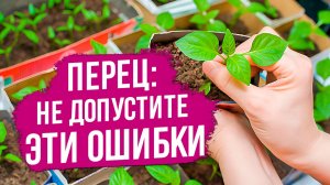 Перец: сорта, посев семян и уход за рассадой перца!
