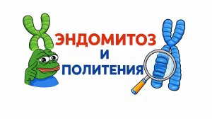 ЭНДОМИТОЗ И ПОЛИТЕНИЯ