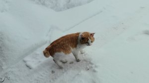 с.Чаадаевка. Зима.