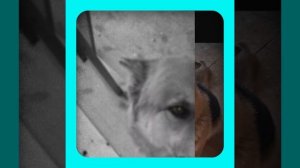 1000048794.mp4 (Собака наблюдает за устройством лестницы на 2 этаж в доме А-фрейм)