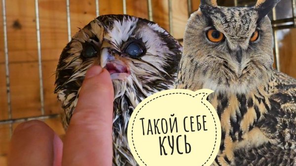 Сова Ёль сидит на ветру. Сыч Чу немножко намок. Пёс Кубик распаковал своих рыбов. Беги, кура, беги!