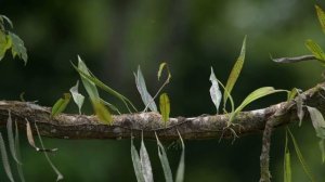 Ahmad Zahir. Mubaarak/Аҳмад Зоҳир. Муборак (Archive cassete version)