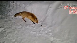 Видео с камеры видеонаблюдения