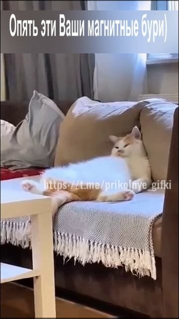 Опять эти Ваши магнитные бури)