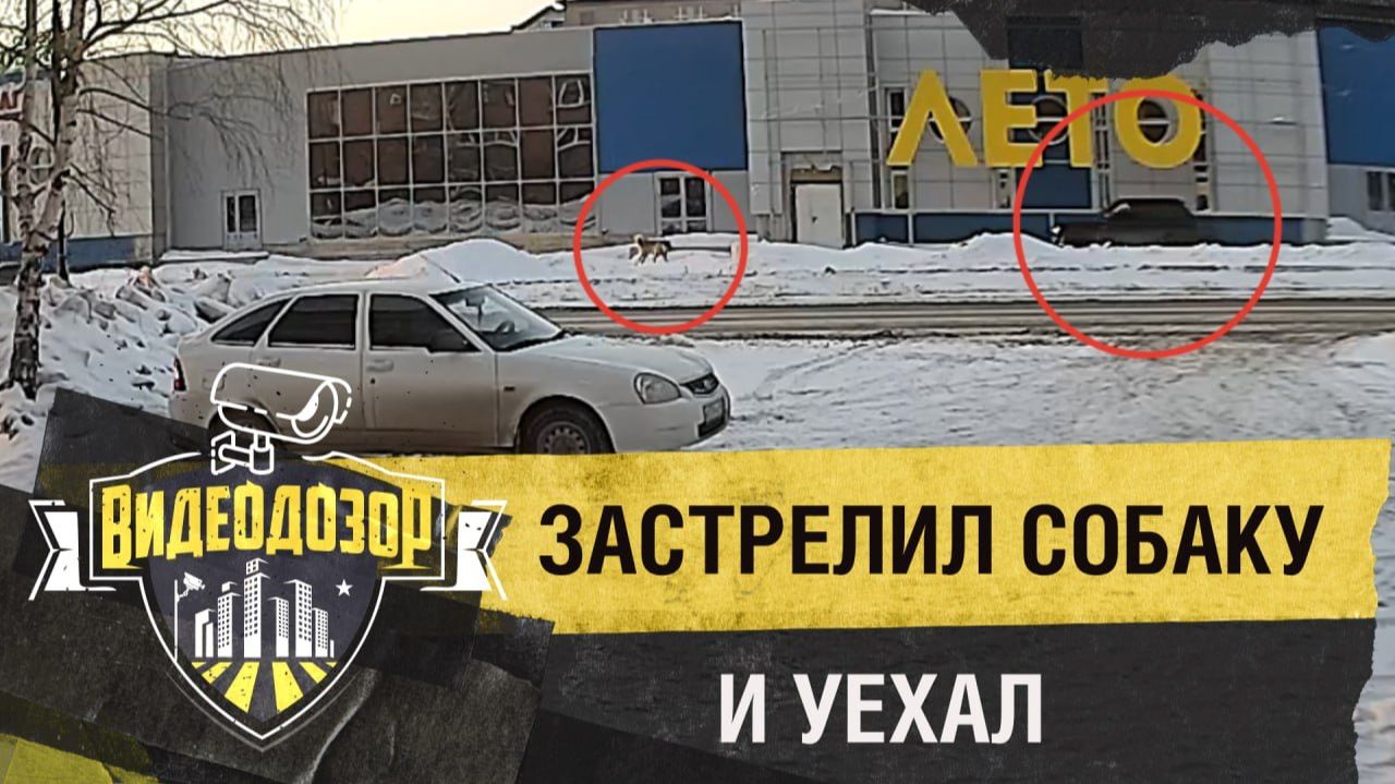 Водитель выстрелил в собаку на улицу и скрылся| Видеодозор смотреть онлайн