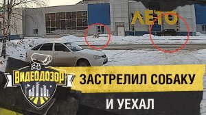 Водитель выстрелил в собаку на улицу и скрылся| Видеодозор
