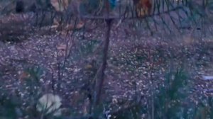 выживание в лесу ЧАСТЬ 35