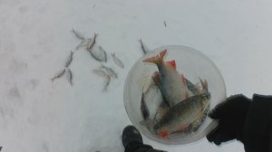 РЫБАЛКА В ФЕВРАЛЕ В ГЛУХОЗИМЬЕ.ПЛОТВА НА МОРМЫШКУ.