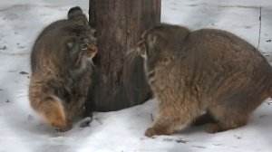 Как ниточка за иголочкой, манул Жора бегает за Мией, а Мия за Жорой.