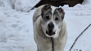 Животные в лесу остались без хозяйки