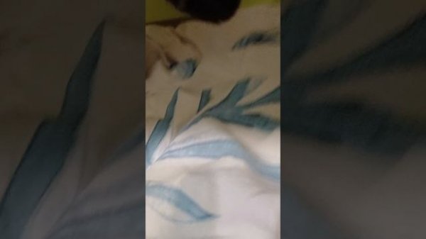 котики.🤭🤭