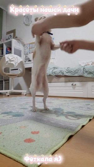 Красоты нашего района & дачи♡