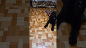 Отрабатываем команды, Юника умница!