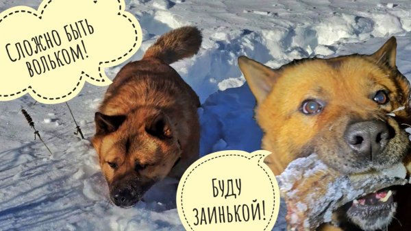 Пёс Кубик увёл меня в лес по дорожкам ходить. Сова Ёль занята ожиданием весны, ей некогда ужинать