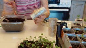 Пикировка земляники: в какой грунт и в какие  емкости