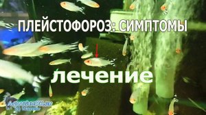 Плейстофороз у аквариумных рыб, показано как приготовить лечебный корм.