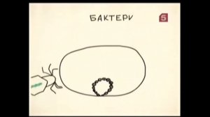 Тайная жизнь бактерий