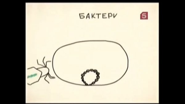 Тайная жизнь бактерий