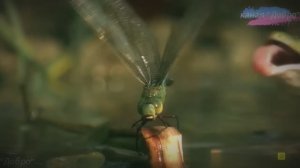 Самые странные животные Азии. В поисках любви!