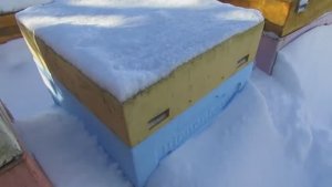 февраль, какая лучше зимняя подкормка для дальневосточных пчел, сироп или канди, 17.02.2026