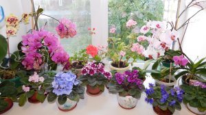 Как у  меня появилась ПЕРВАЯ ОРХИДЕЯ #орхидеи