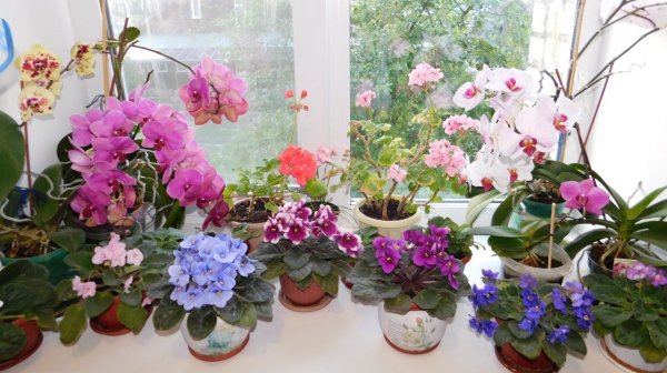 Как у меня появилась ПЕРВАЯ ОРХИДЕЯ #орхидеи