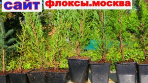 САЖЕНЦЫ ТУИ, МОЖЖЕВЕЛЬНИКА, ЕЛИ в питомнике