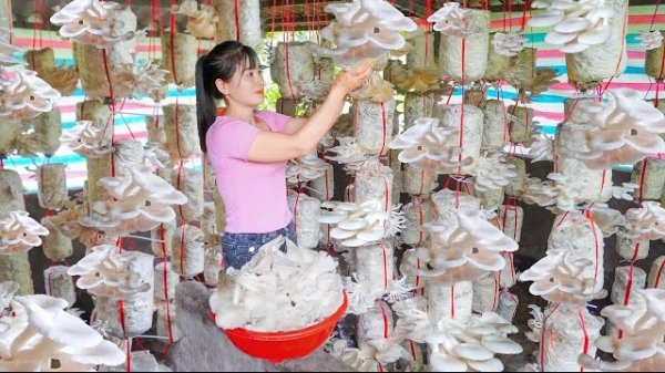 Собранный урожай вешенок несу на сельский рынок продавать. Ухаживаю за огородом. Нхат