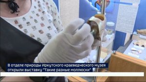 Такие разные моллюски работает в Иркутском областном краеведческом музее