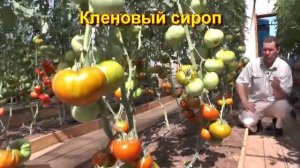 Надежные и проверенные сорта томатов