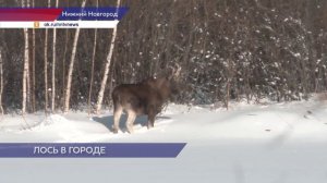 Лося видели местные жители на улице Народной в Московском районе Нижнего Новгорода