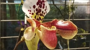 Золотые, желто-коричневые ...