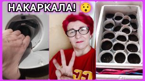 Когда сажать помидоры. Что ещё случилось?😲Подготовка к посеву томатов.