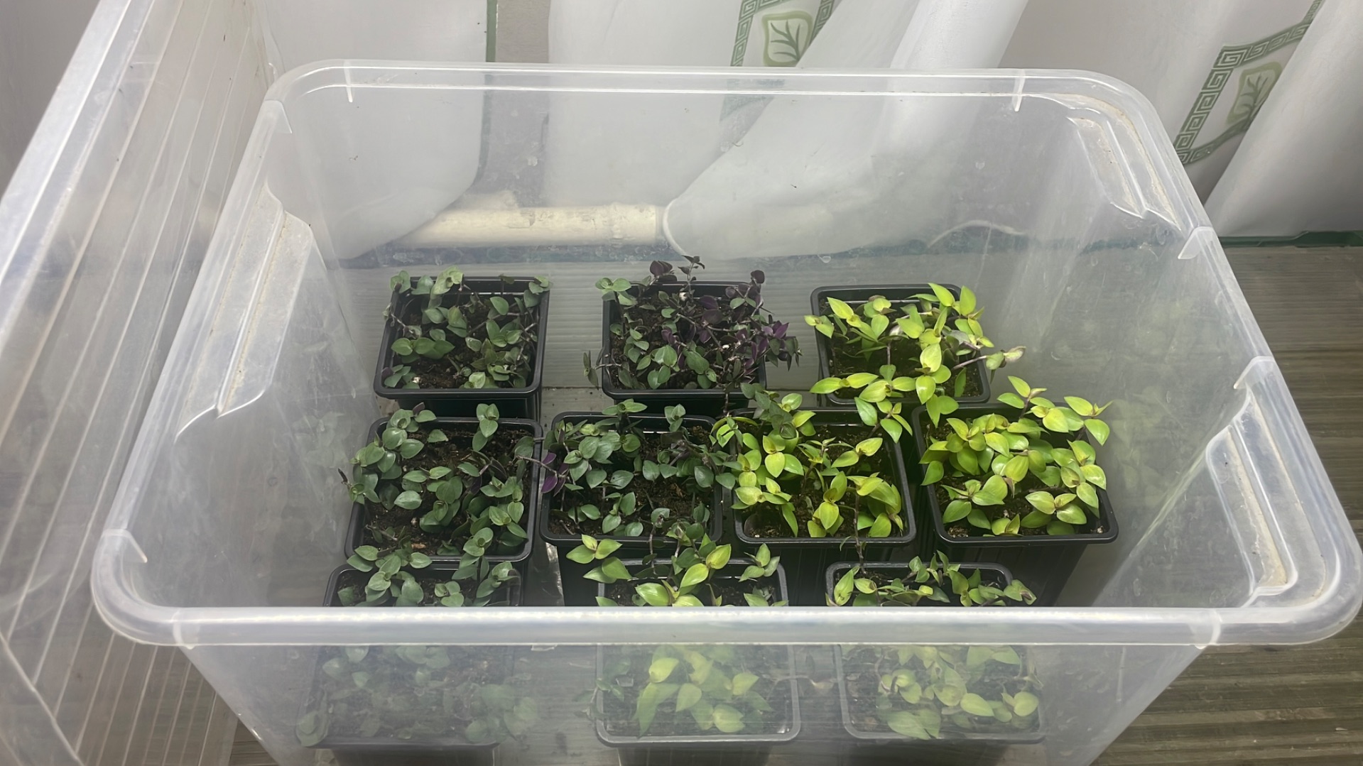 Лучший метод черенкования Коллизии! Томатные Гномы в вермикулите взошли лесом 🙈 смотреть онлайн