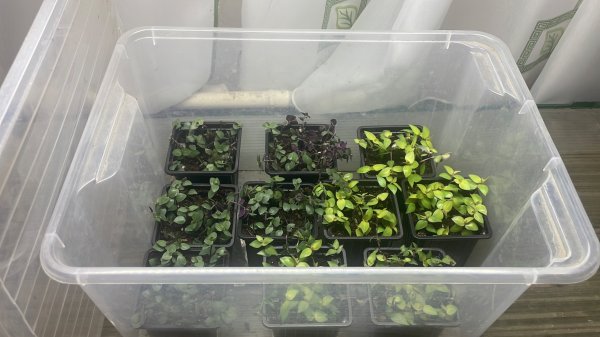 Лучший метод черенкования Коллизии! Томатные Гномы в вермикулите взошли лесом 🙈