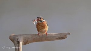 Зимородок на рыбалке