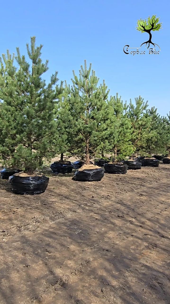 Питомник деревьев в СПб. Купить крупномеры сосны смотреть онлайн