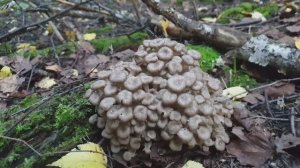 ХОЧЕШЬ ДУБОВЫЕ - ХОЧЕШЬ ЕЛОВЫЕ ! БЕЛЫЕ ГРИБЫ ЕСТЬ , НО НАДО ПОБЕГАТЬ !