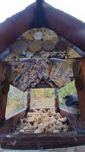 1000003477.mp4Жизнь кормушки.17.02.2026г.