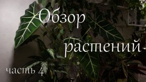 Обзор растений, часть 4.