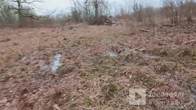 Прогулка по лесу вблизи дома,ягодные места.