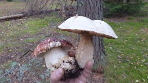 КОРОЛЬ СИЗАРЕЙ И БАРАБИНГА ! ГЛУХАРИ !