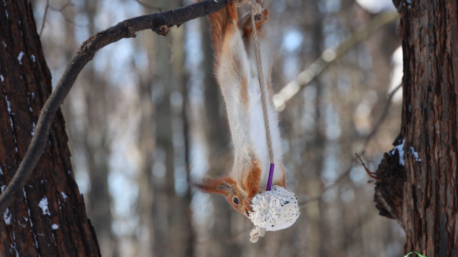 Ловкая белка и жировой шарик. Зарисовка смотреть онлайн