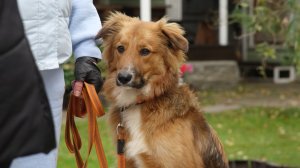 Открытый урок со щенками 5-7 мес. Базовые упражнения